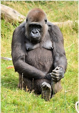 大猩猩,動(dòng)物園,系列