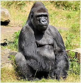 大猩猩,動(dòng)物園,系列