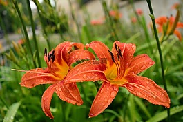 花,橙色,雨