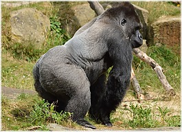 大猩猩,動(dòng)物園,系列