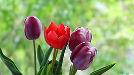 郁金香,花卉,紅色
