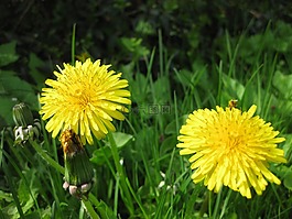 蒲公英,花,黃色