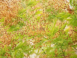 含羞草,樹,褪色