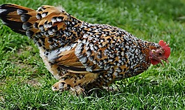 哈恩,wildpark 地點(diǎn),驕傲