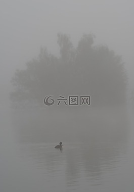 鴨,鳥,水