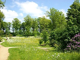 花園,景觀,自然