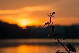 日出,橙色,云