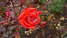 玫瑰,紅色,雨