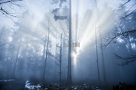 森林,光,光束