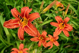 花,橙色,雨