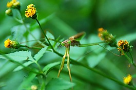 螳螂,昆蟲(chóng),甲蟲(chóng)，昆蟲(chóng)