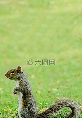松鼠,草,動物