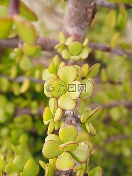培根的樹,葉子,厚