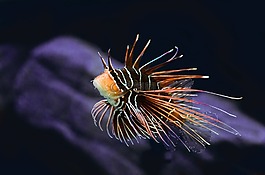 珊瑚,礁,魚(yú)