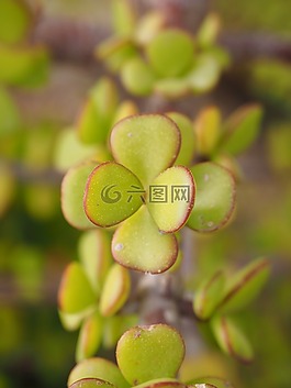 竹篙树,培根的树,叶子
