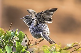 鳥,動物,飛行員