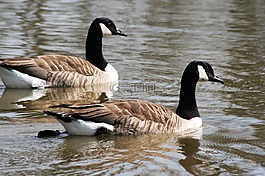 鵝,鳥,水