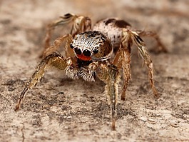 蜘蛛,昆蟲,kaldari habronattus