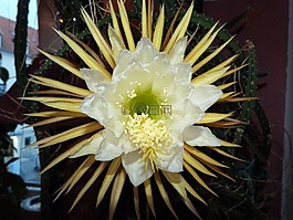 仙人掌花,關(guān)閉,盆栽的植物