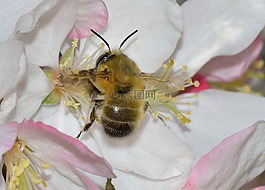 昆蟲(chóng),膜翅目,男性 anthophora