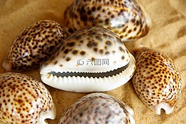 炮彈,虎瓷,砂