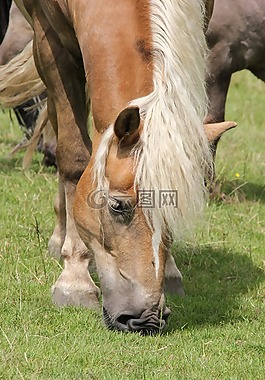 haflinger,放牧,馬頭