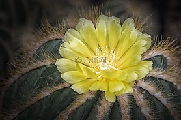 花,仙人掌,黃色