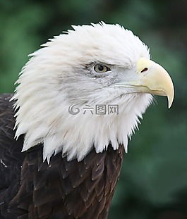 禿頭鷹,鳥,捕食者