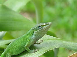 爬行動物,蜥蜴,野生動物