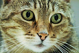 貓,面對,野生動物攝影