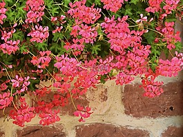 花,開花,性質(zhì)