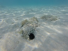 海膽,克羅地亞,卷曲