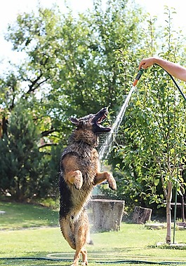 德國牧羊犬,狗,動物