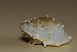 外殼,海,紀念品