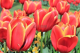 郁金香,鮮花,豐厚