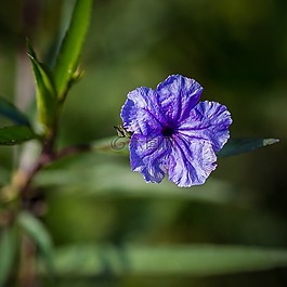 花,植物區(qū)系,自然