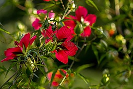 自然,花,花園