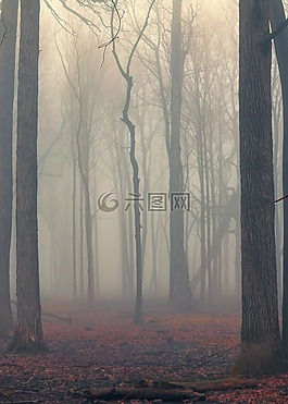 森林,有霧,自然