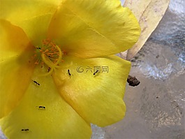花,黃色,特寫(xiě)