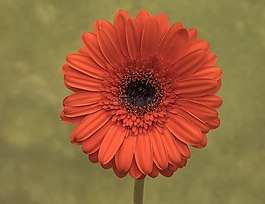 花,橙色,開花