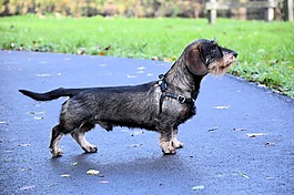 可愛,臘腸犬,小狗