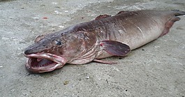 死亡,魚,新鮮