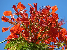 樹,性質(zhì),鮮花