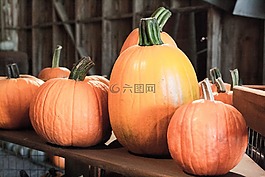 萬(wàn)圣節(jié),南瓜,秋
