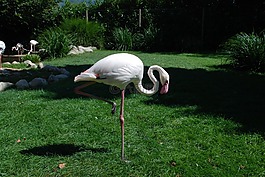 火烈鳥,鳥,粉色