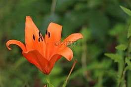 莉莉,橙花,植物
