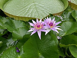 水生植物,開花,美麗