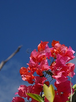 葉子花,廠,花