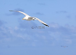 海鷗,海,鳥