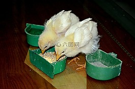 動(dòng)物,雞,小雞